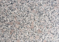 Materielle Bianco Antico Granit-Platten-graue Blumen-Perlen-Farbe des Granit-G383